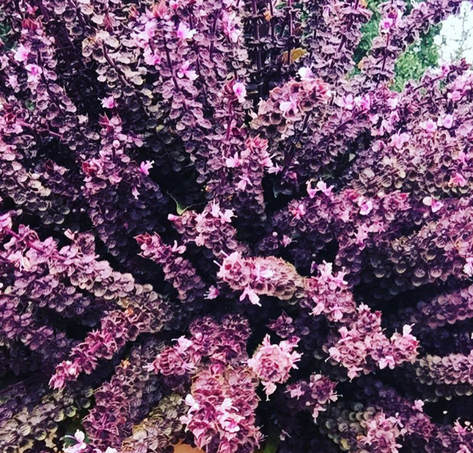 Dark Opal Basil Heirloom Seeds
