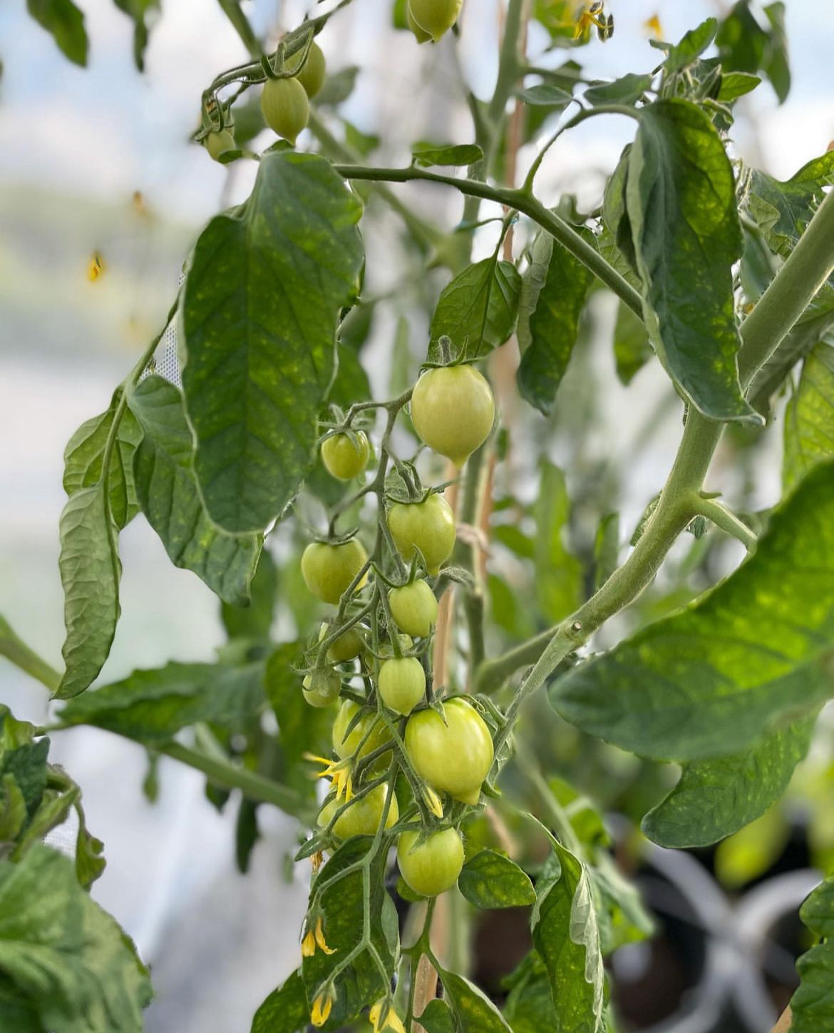 Sub Arctic Plenty Tomato Seeds