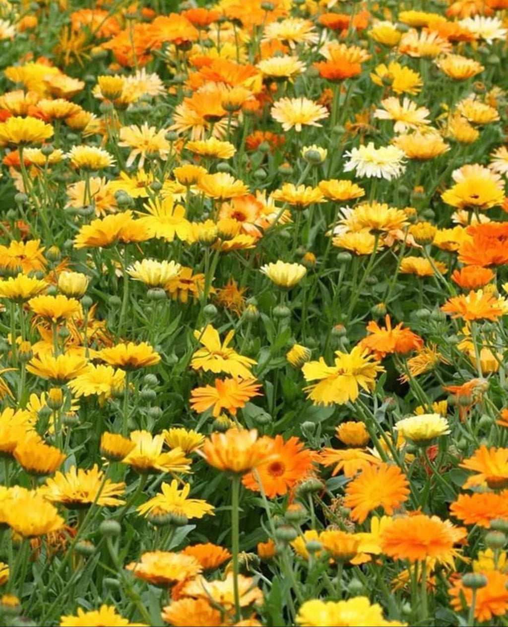 Pacific Beauty Calendula Heirloom Seeds