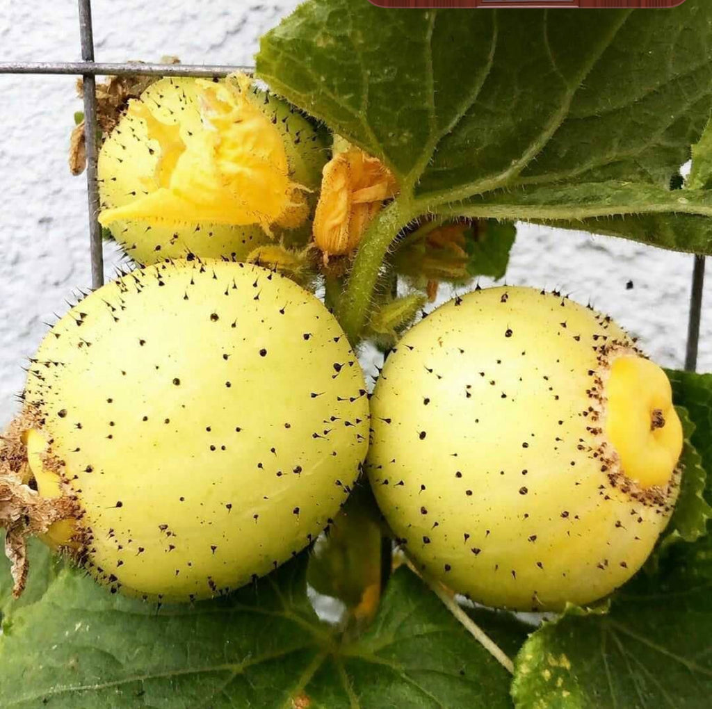 Lemon Cucumber Heirloom Cucumber Seeds