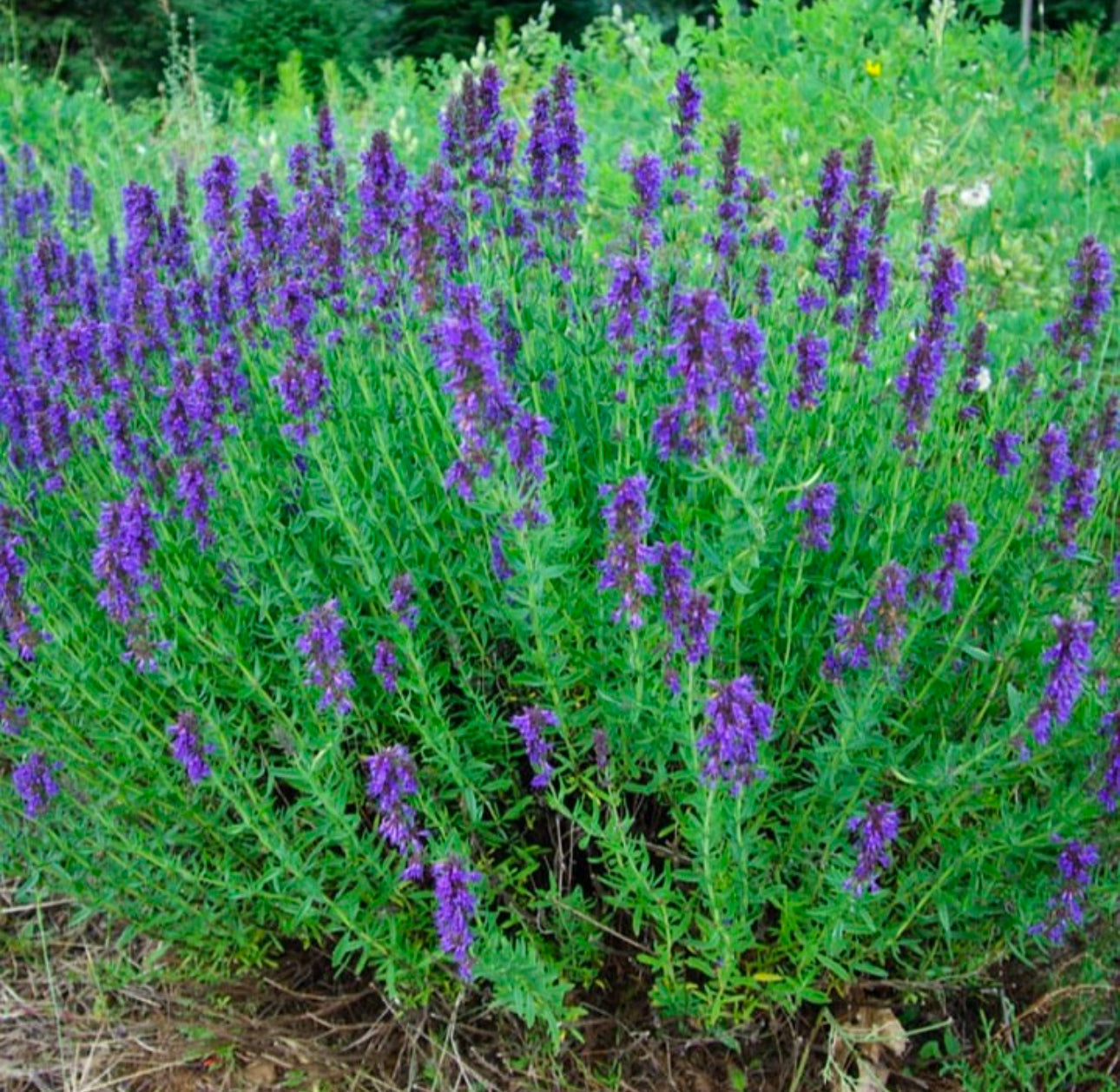 Culinary Hyssop Seeds