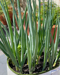 Ishikira Winter Long Bunching Onion Heirloom Seeds