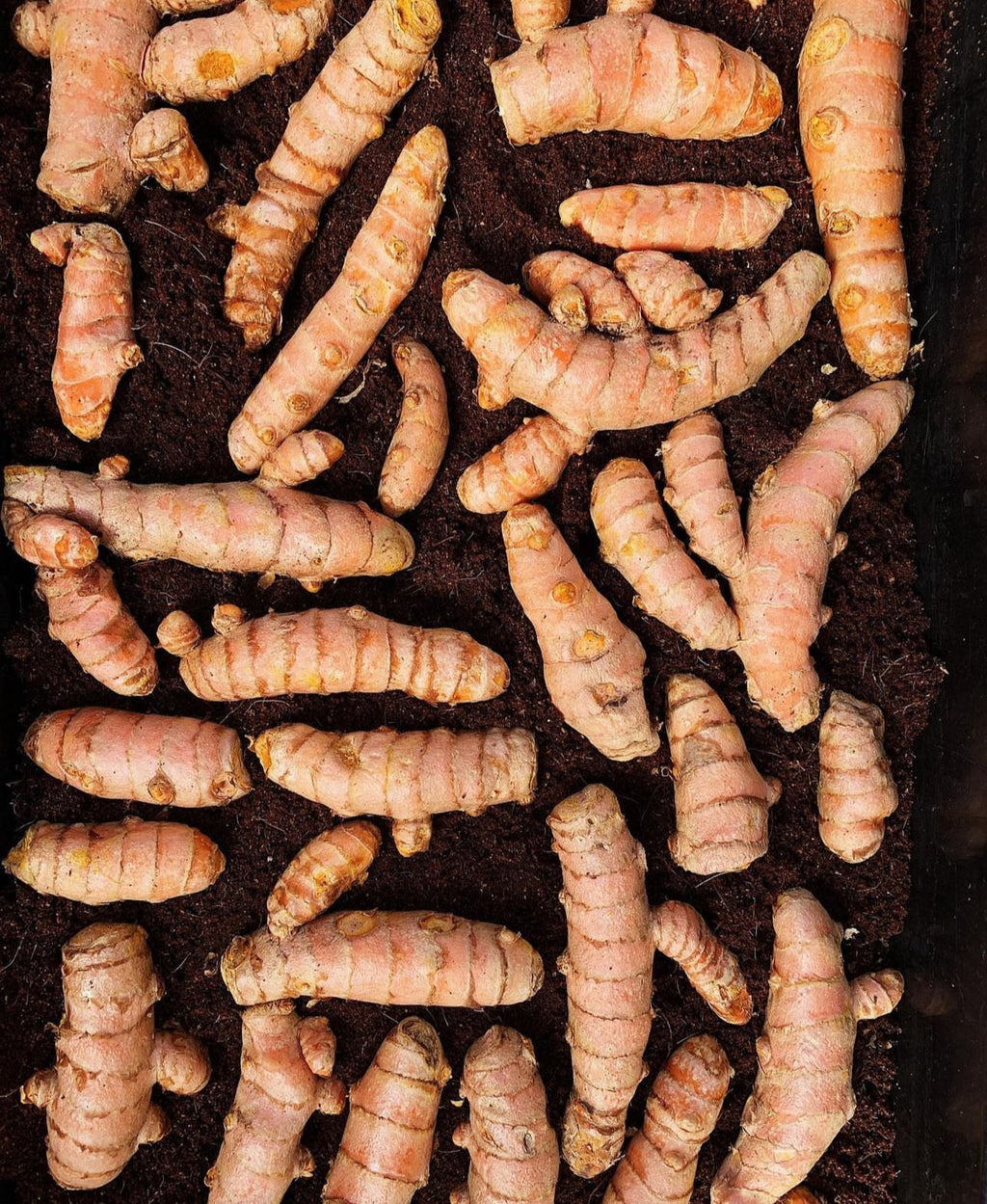 PREORDER Rainbow Turmeric and Ginger Variety Mix