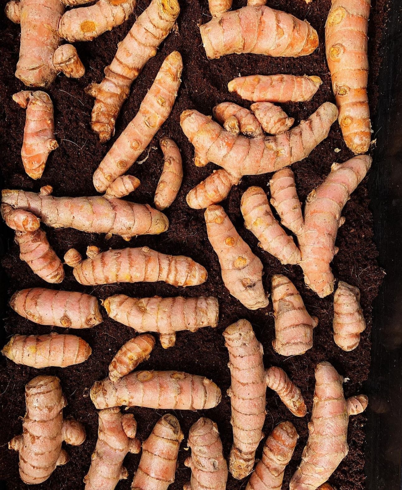 PREORDER Rainbow Turmeric and Ginger Variety Mix