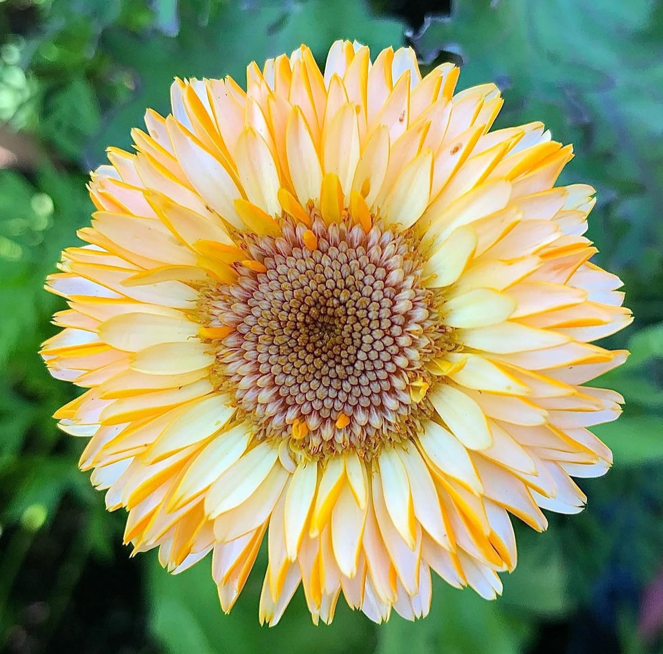 Pacific Beauty Calendula Heirloom Seeds
