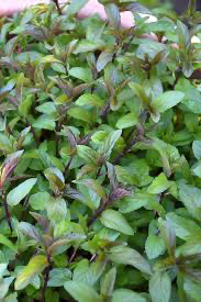 PREORDER Chocolate Mint Plant
