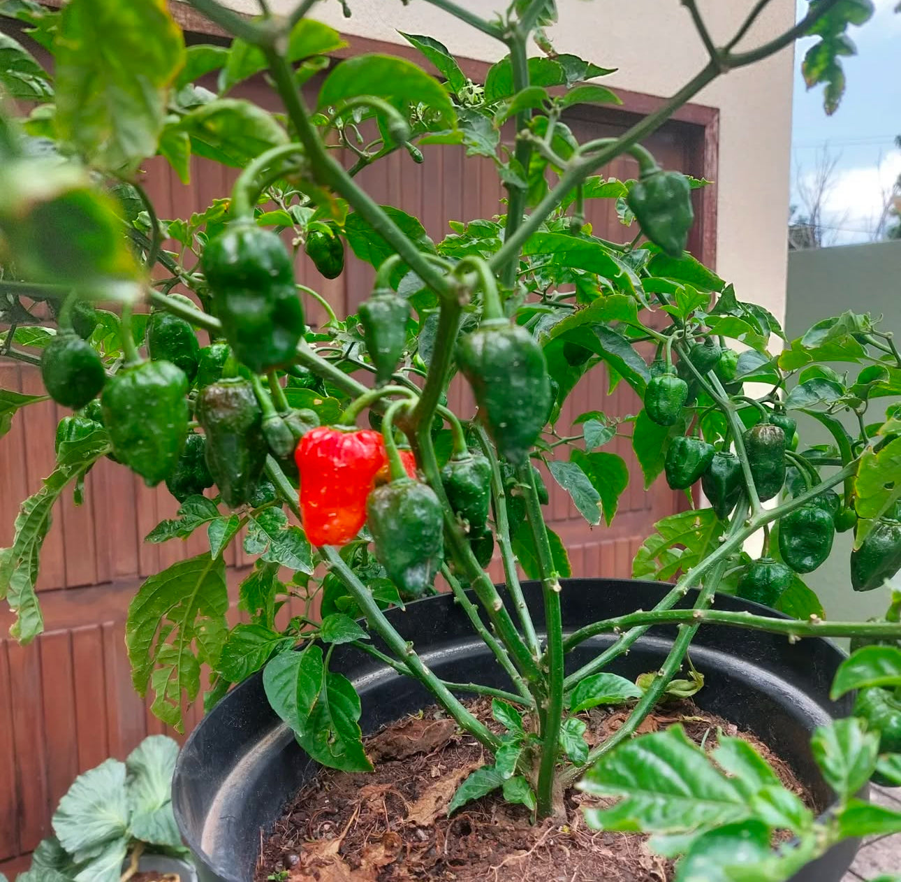Caribbean Blend Haberno Hot Pepper Mix Seeds