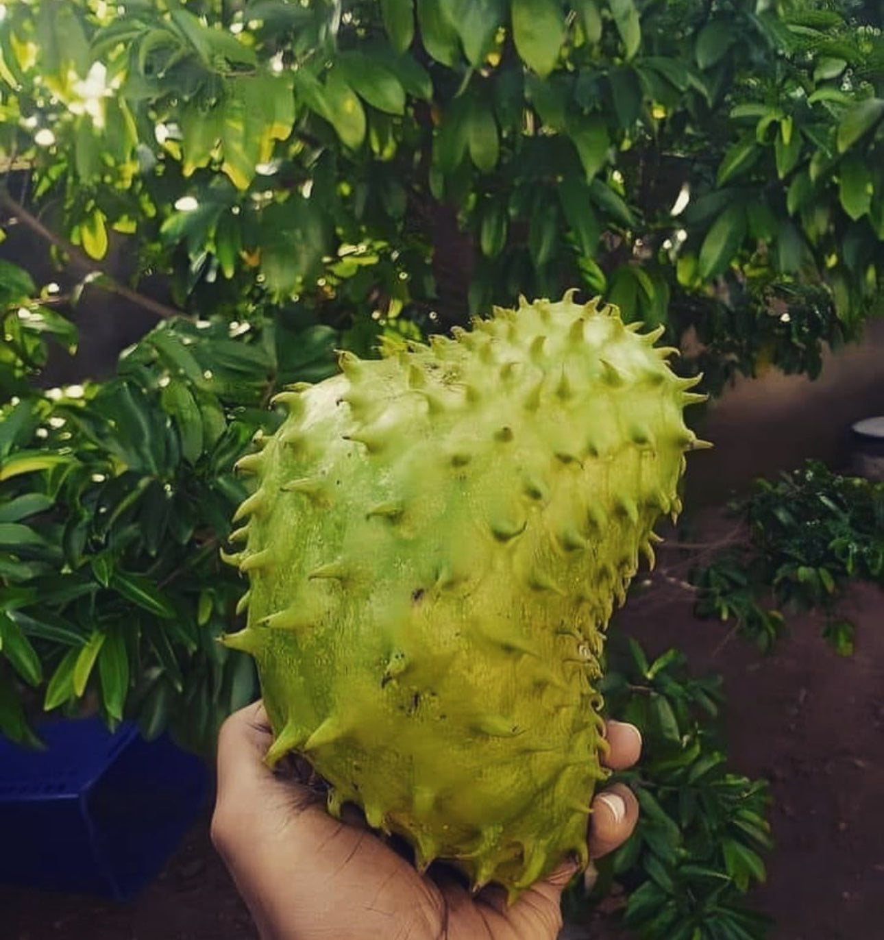 Sirsak Ratu Soursop Tree — 1 Gallon
