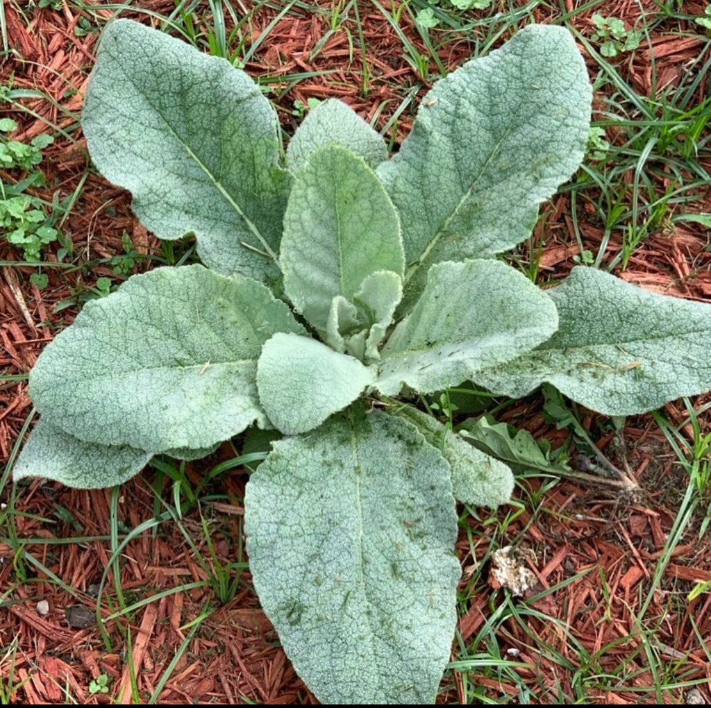 Mullein Seeds