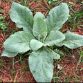 Mullein Seeds