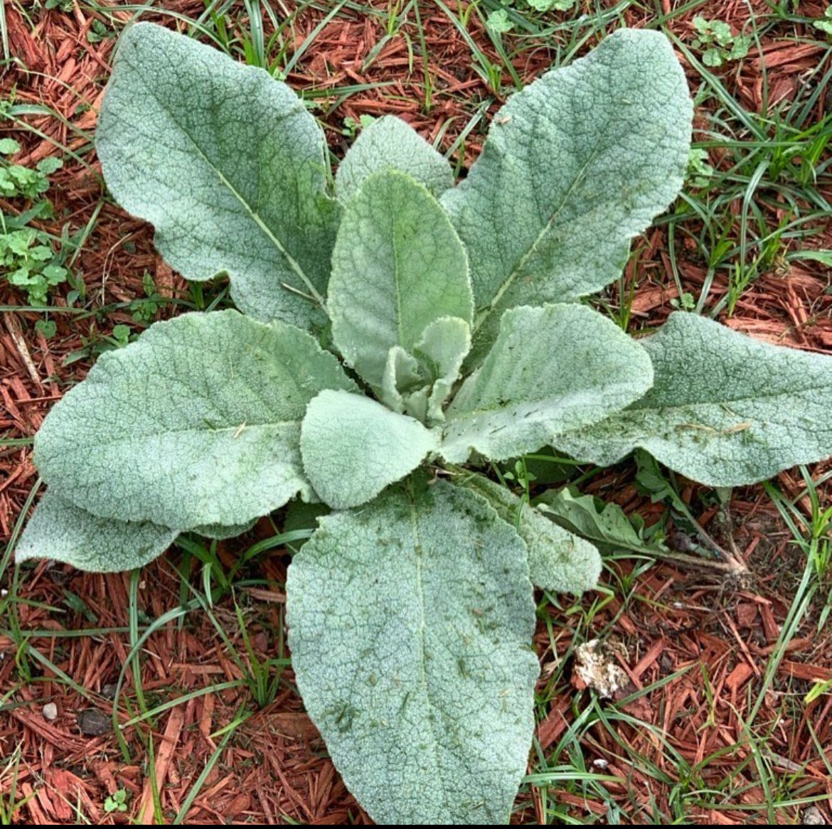 Mullein Seeds