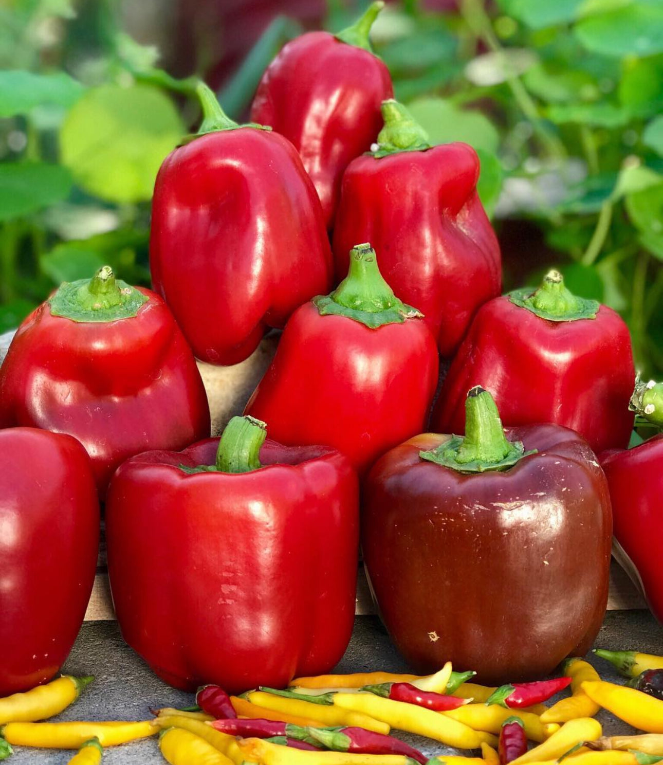 California Wonder Sweet Bell Pepper Heirloom Seeds