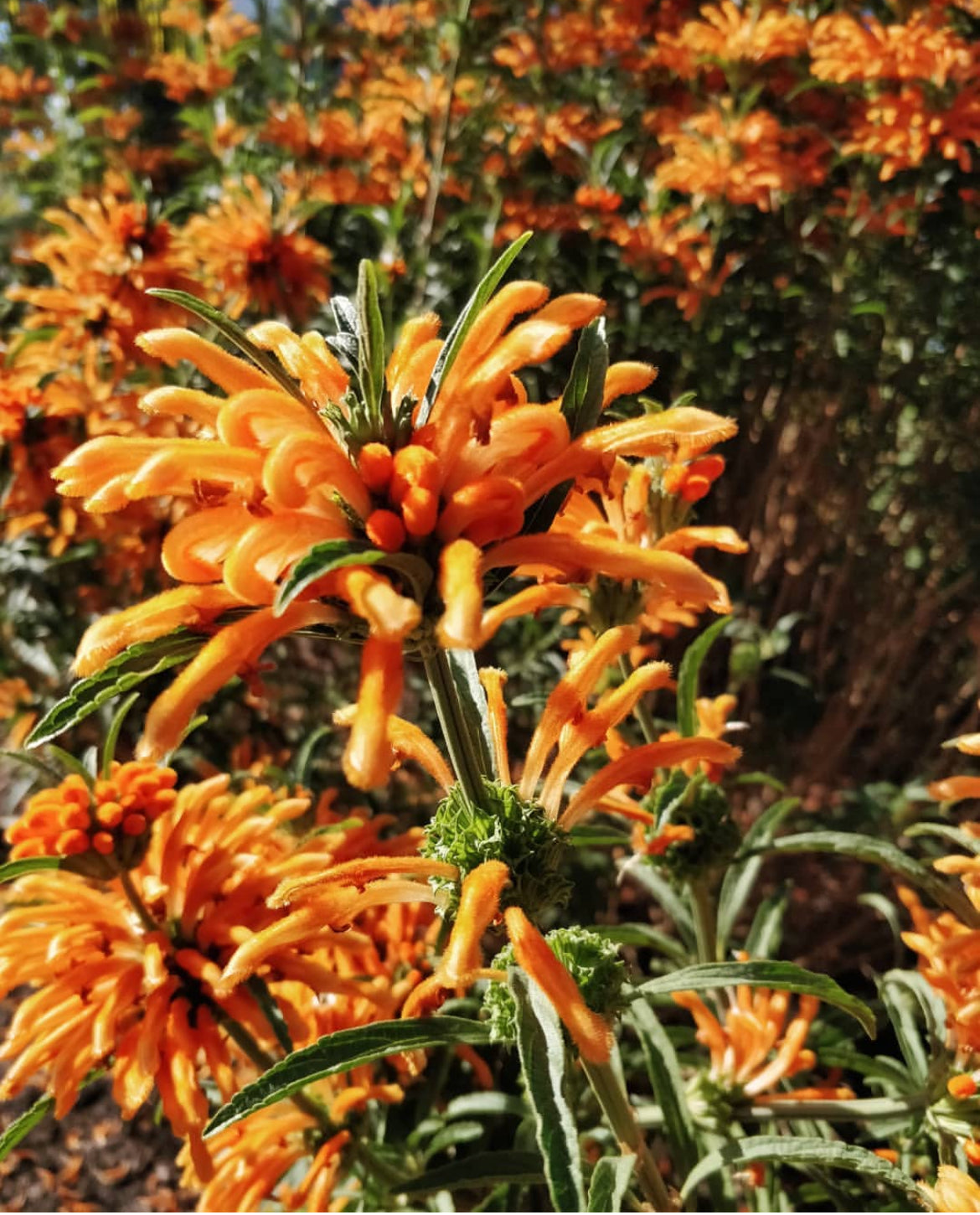 Wild Dagga/ Lions Tail (Leonotis leonurus) Seeds