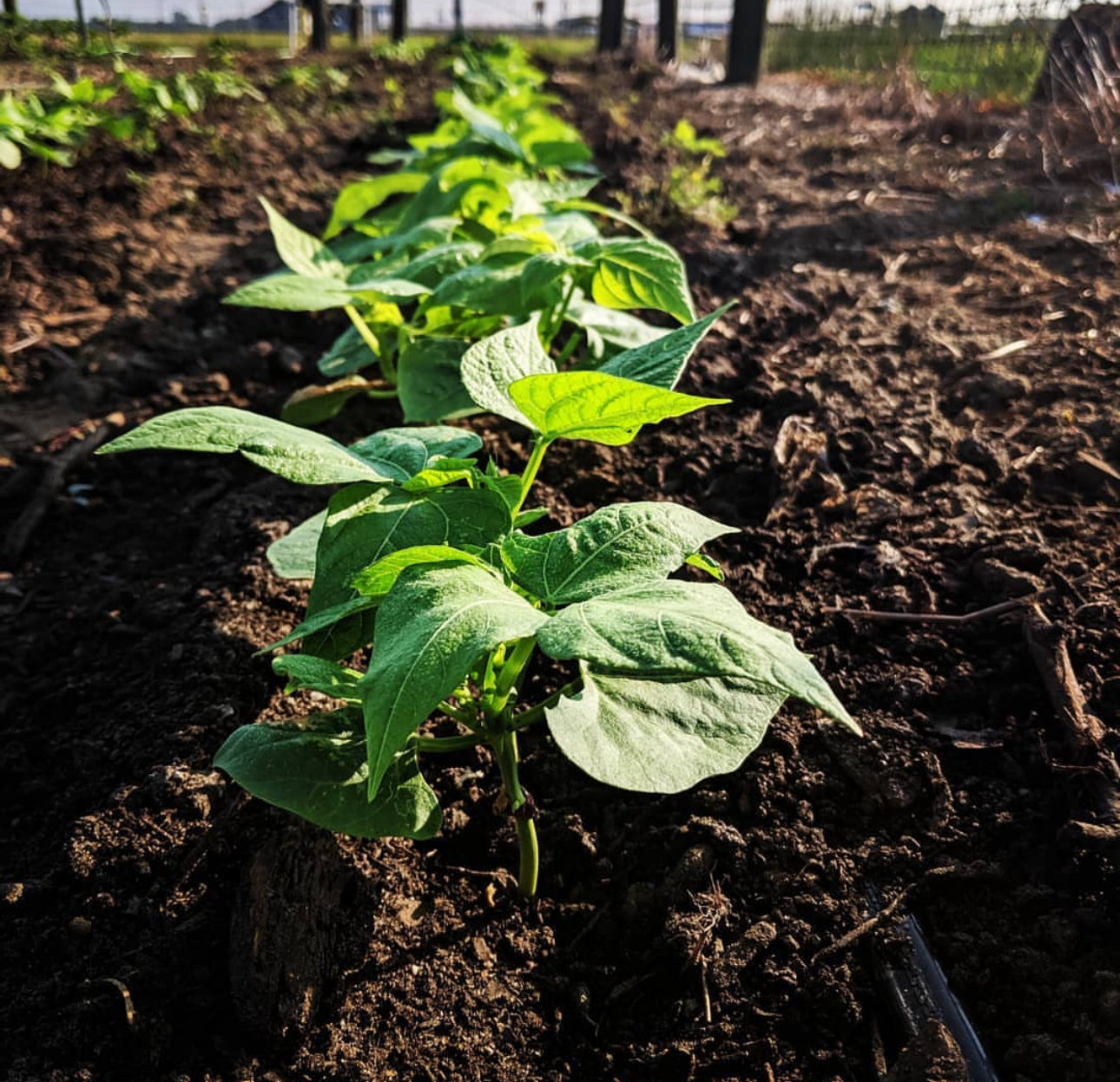 Kentucky Wonder Pole Bean Seeds