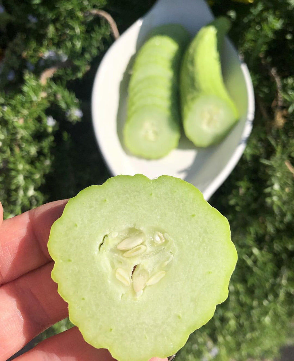 Armenian Parthenocarpic Cucumbers Seeds