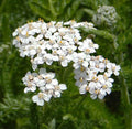 White Yarrow Seeds