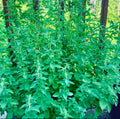 Greek Oregano Seeds