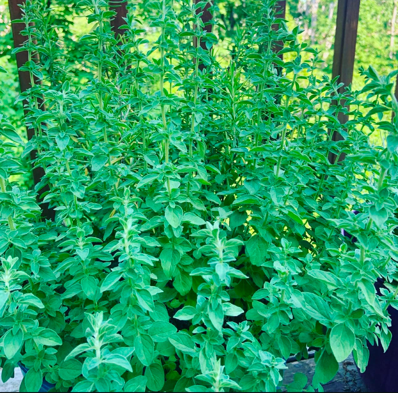 Greek Oregano Seeds