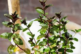 PREORDER Chocolate Mint Plant