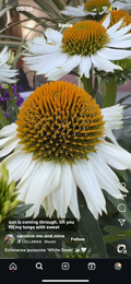 White Swan Echinacea Seeds