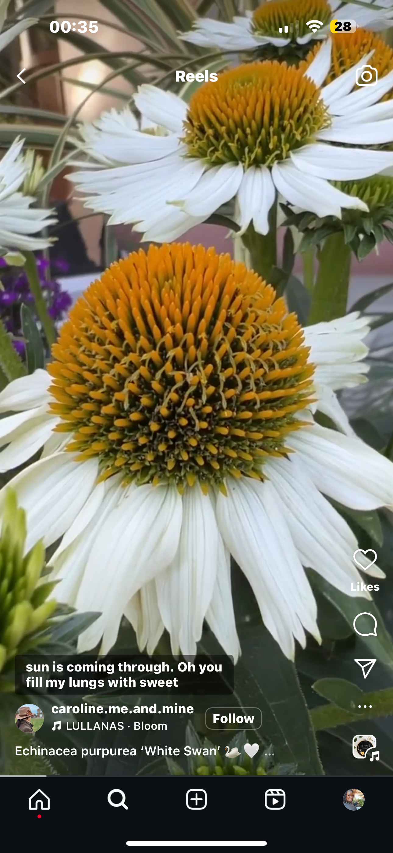 White Swan Echinacea Seeds