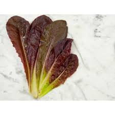 Red Romaine Heirloom Lettuce Seeds