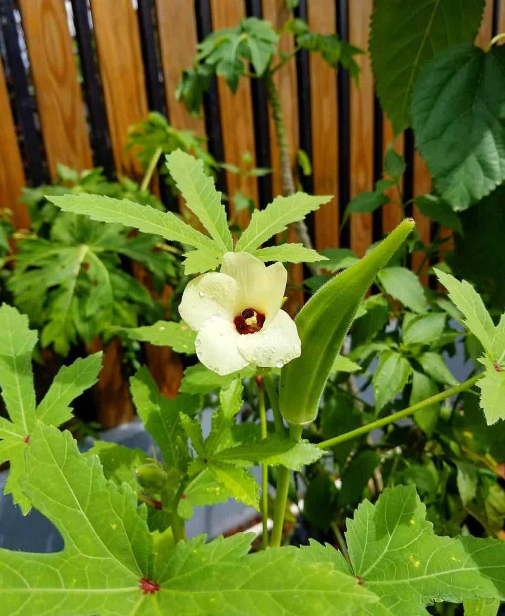 Perkins Long Pod Okra Seeds