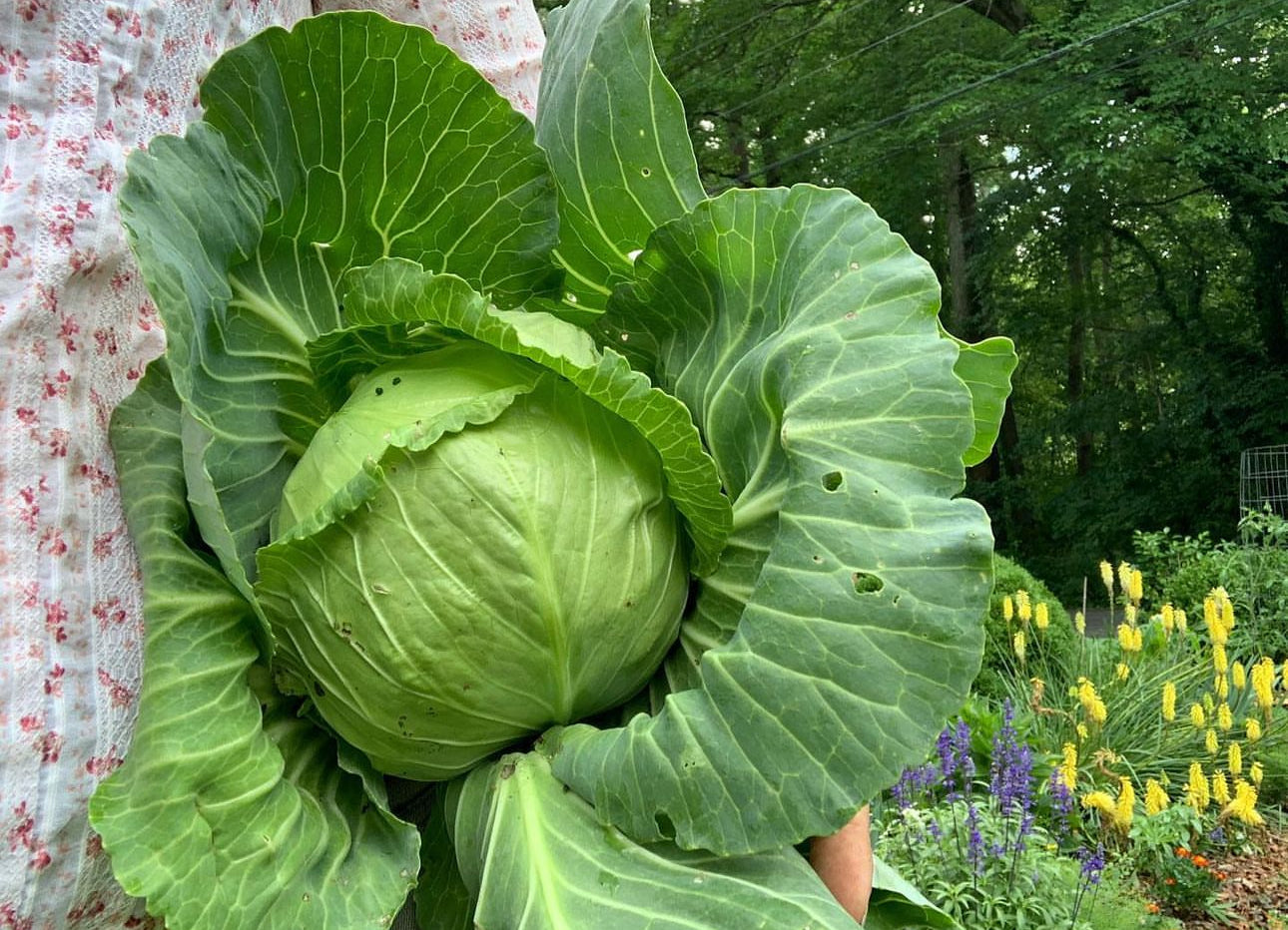 Green Express Cabbage Seeds