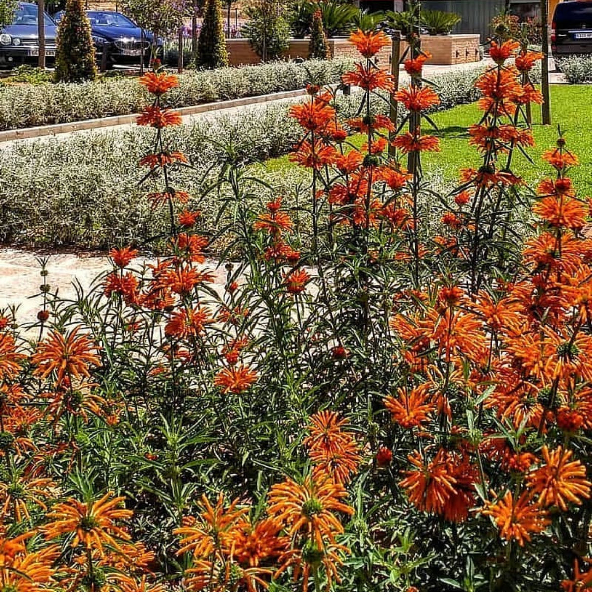 Wild Dagga/ Lions Tail (Leonotis leonurus) Seeds