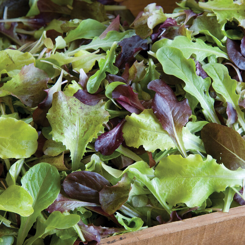 Allstar Gourmet Lettuce Mix Seed