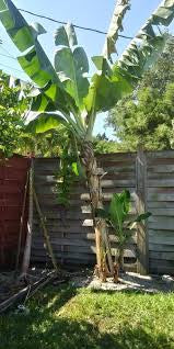 Dwarf Cavendish Bananas Live Plant