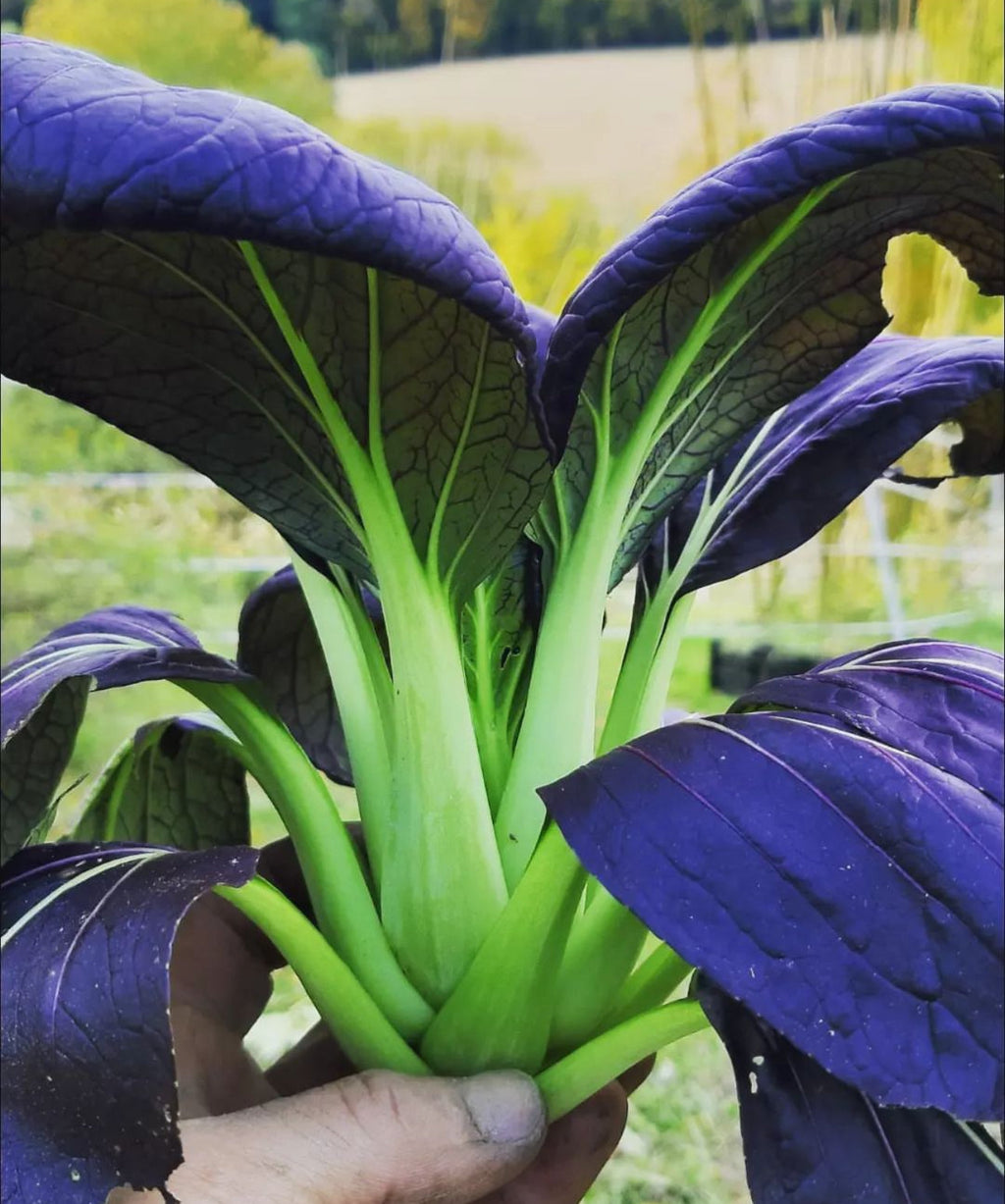 Purple Gem Pak Choi Cabbage Seeds