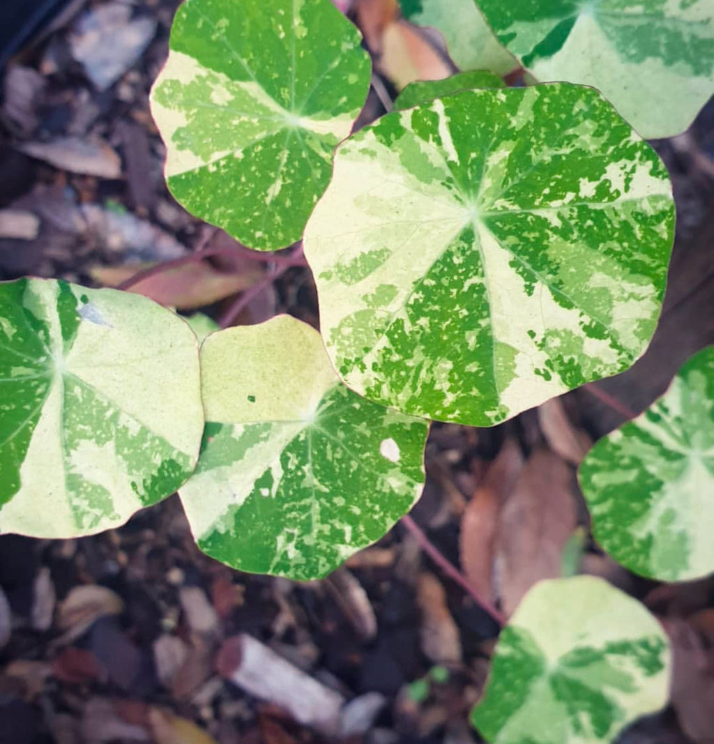 Alaska Nasturtiums Heirloom Seeds
