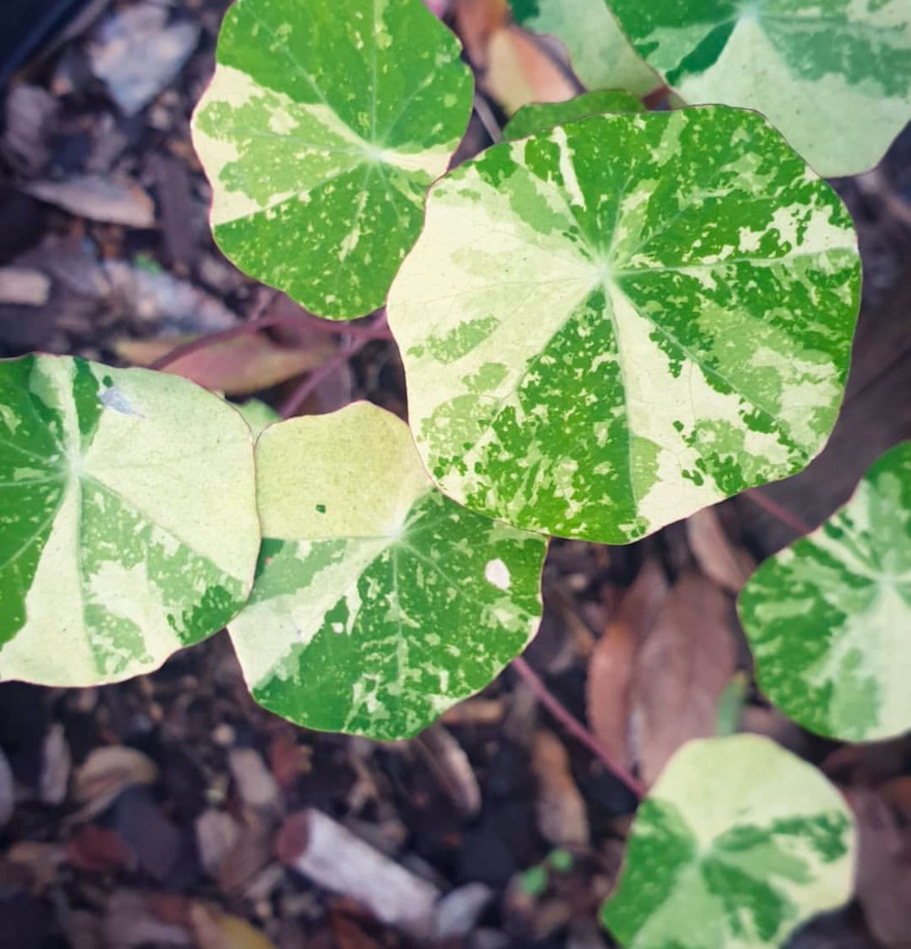 Alaska Nasturtiums Heirloom Seeds