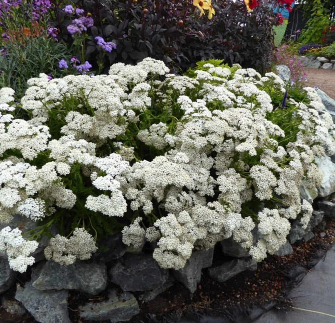 White Yarrow Seeds