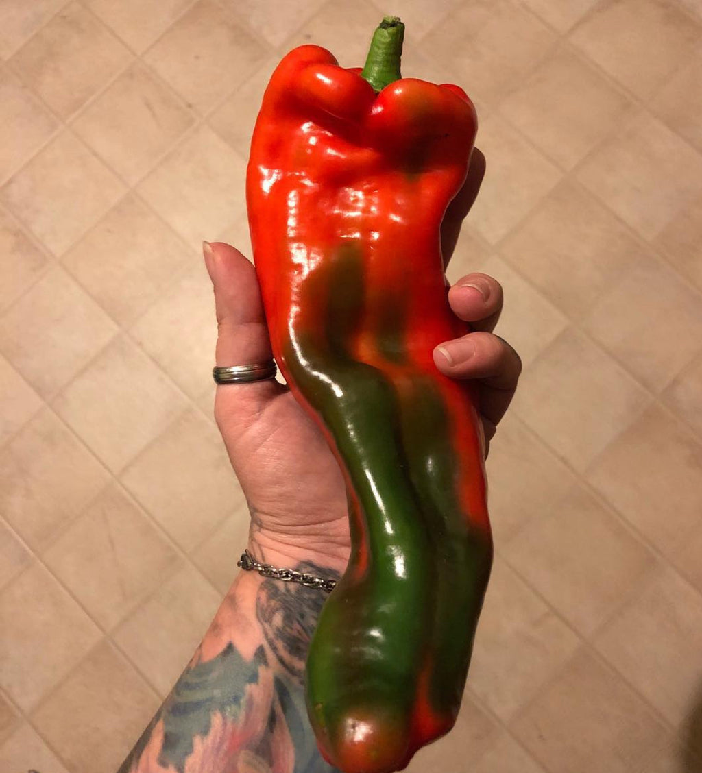 Marconi Red Pepper Organic Heirloom Seeds