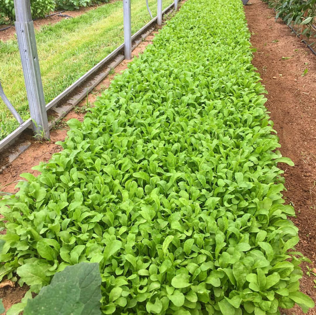 Astro Arugula Seeds