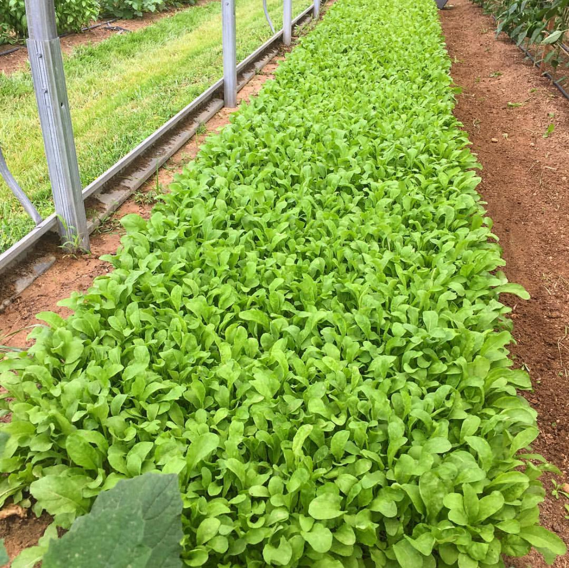 Astro Arugula Seeds