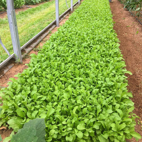 Astro Arugula Seeds