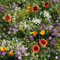 Beneficial Bug Flower Mix Seeds
