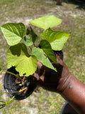 PREORDER Rooted Sweet Potato Plant