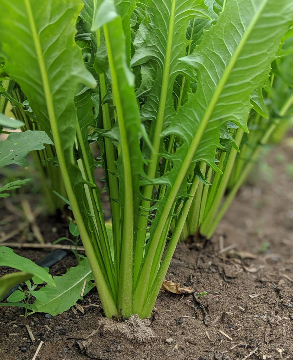 Italian Dandelion Heirloom Seeds