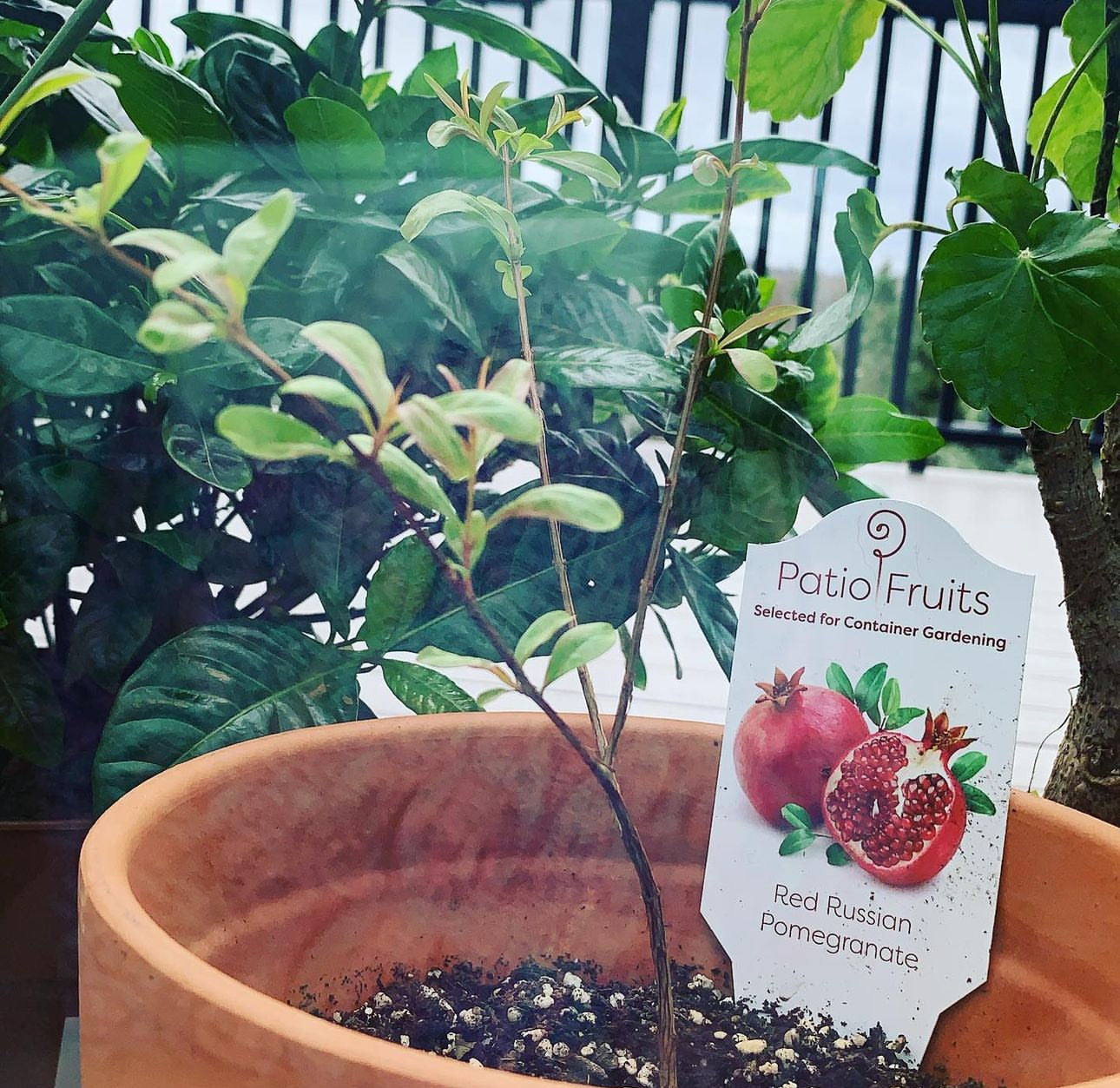 Patio Red Russian Dwarf Pomegranate Live Patio Fruit Tree
