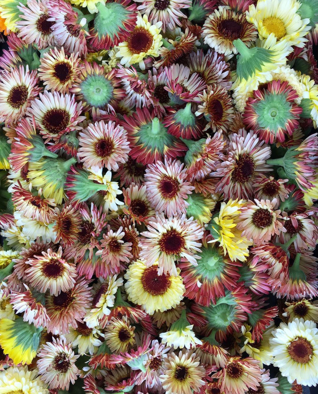 Fancy Mix Calendula Seeds