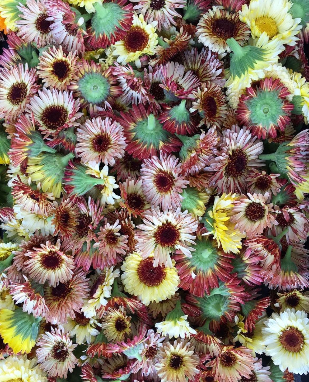 Fancy Mix Calendula Seeds