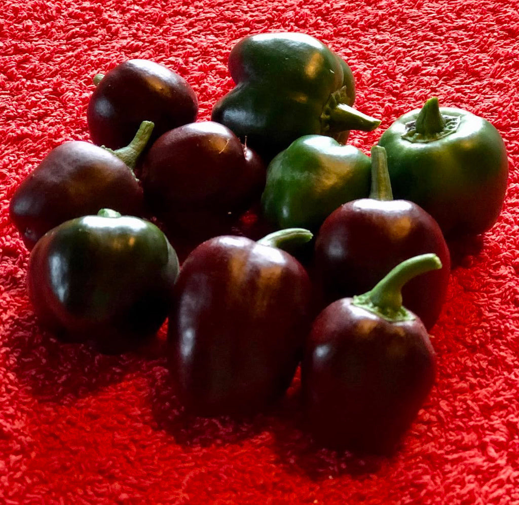 Mini Chocolate Sweet Bell Pepper Seeds