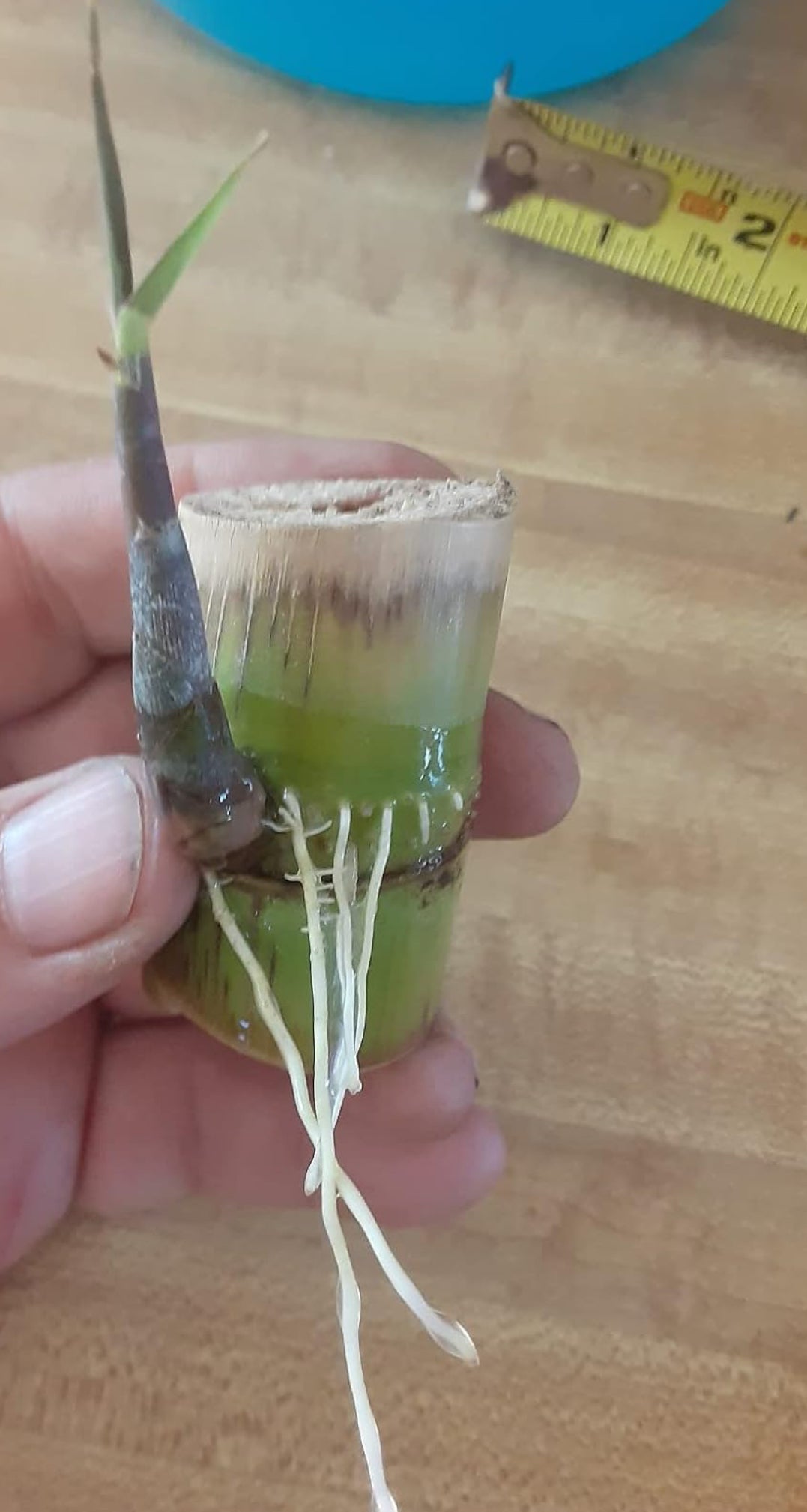 PREORDER Rooted Sugar Cane Nodes for Planting