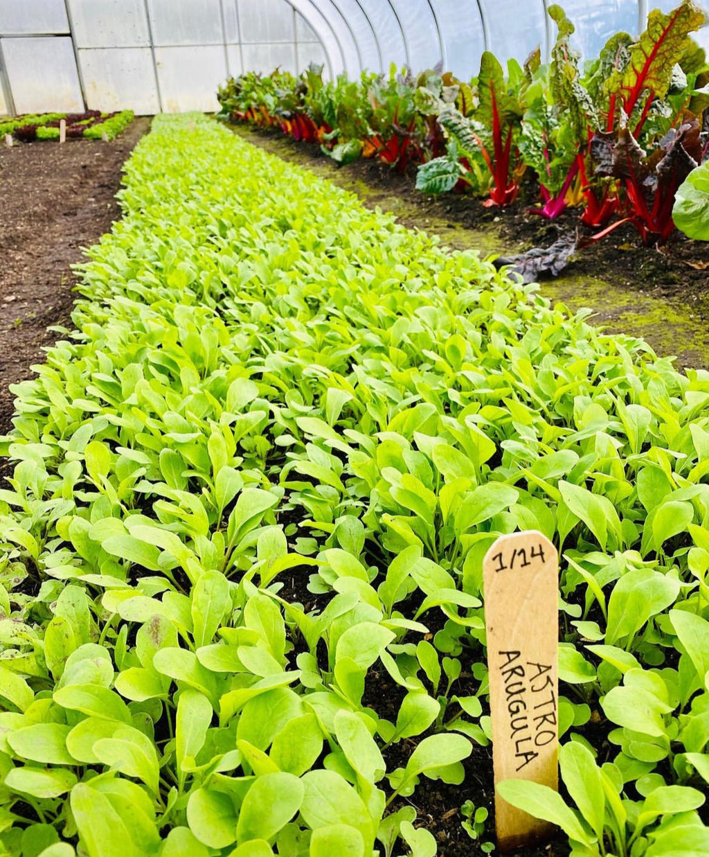 Astro Arugula Seeds