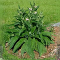 PREORDER Comfrey Bocking 4 Root