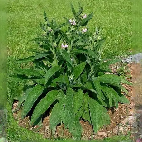 PREORDER Comfrey Bocking 4 Root